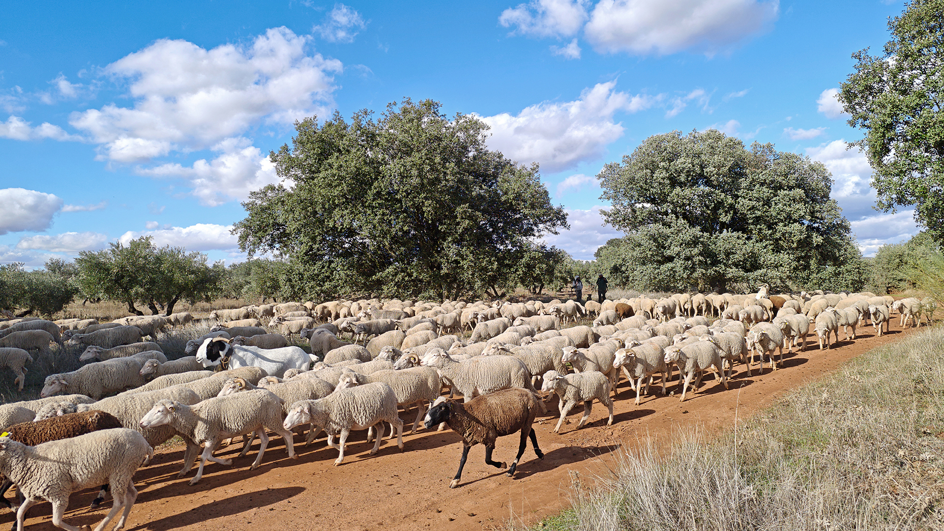 Foto 1 - Paisaje de pastizales