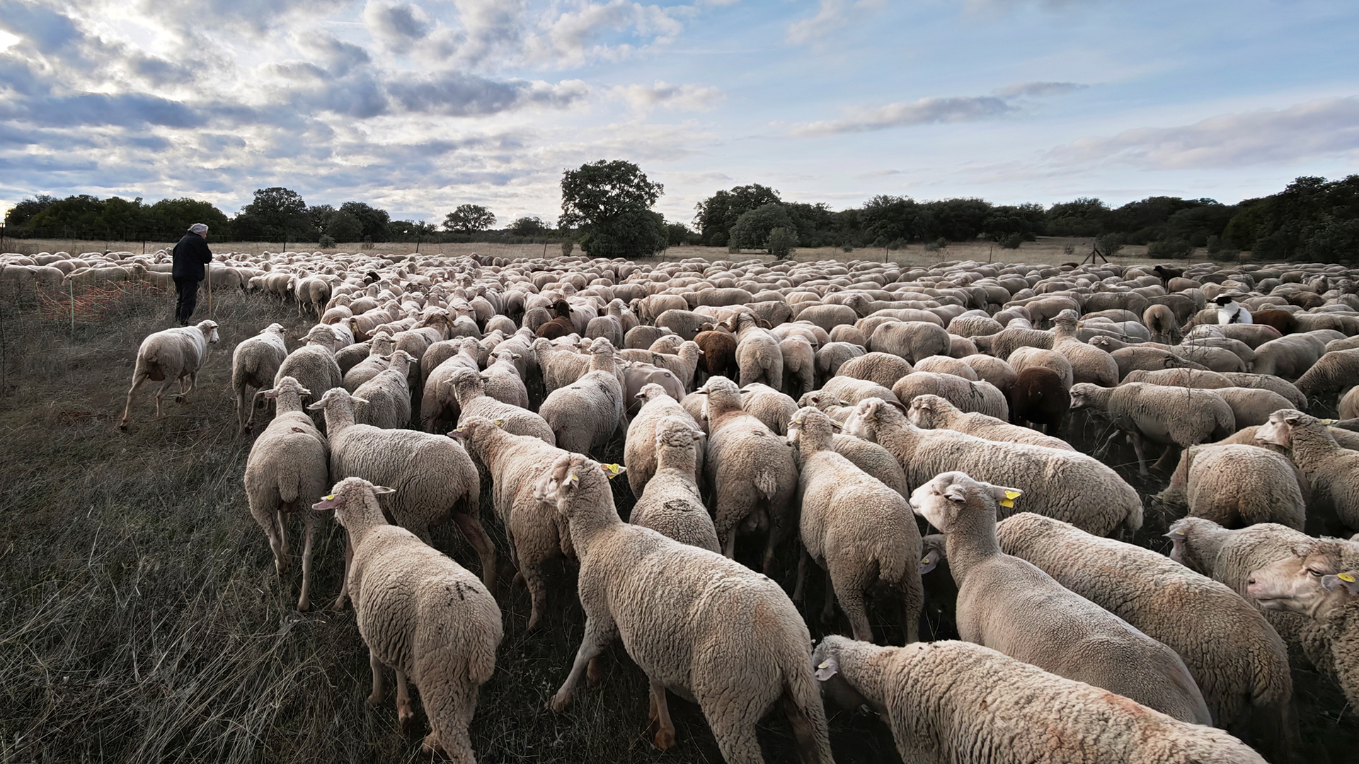 Foto 2 - Ganado en pastizal