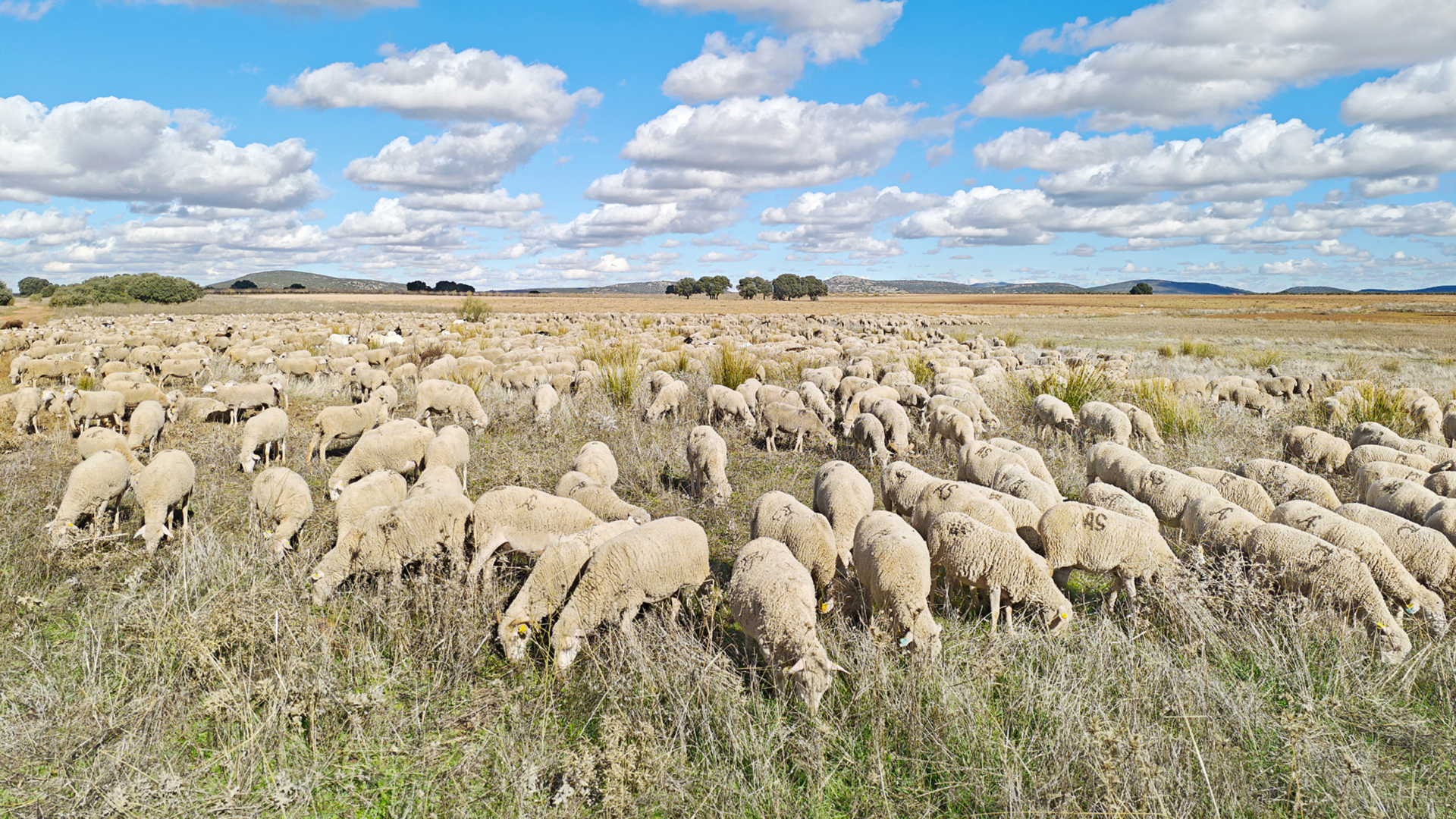 Foto 3 - Vegetation de pastizales