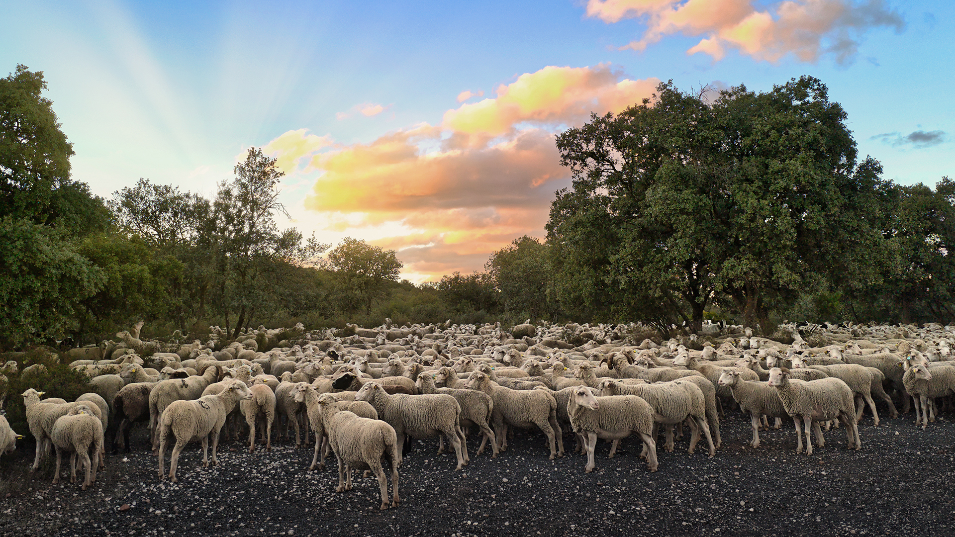 Foto 5 - Interacción fauna-flora