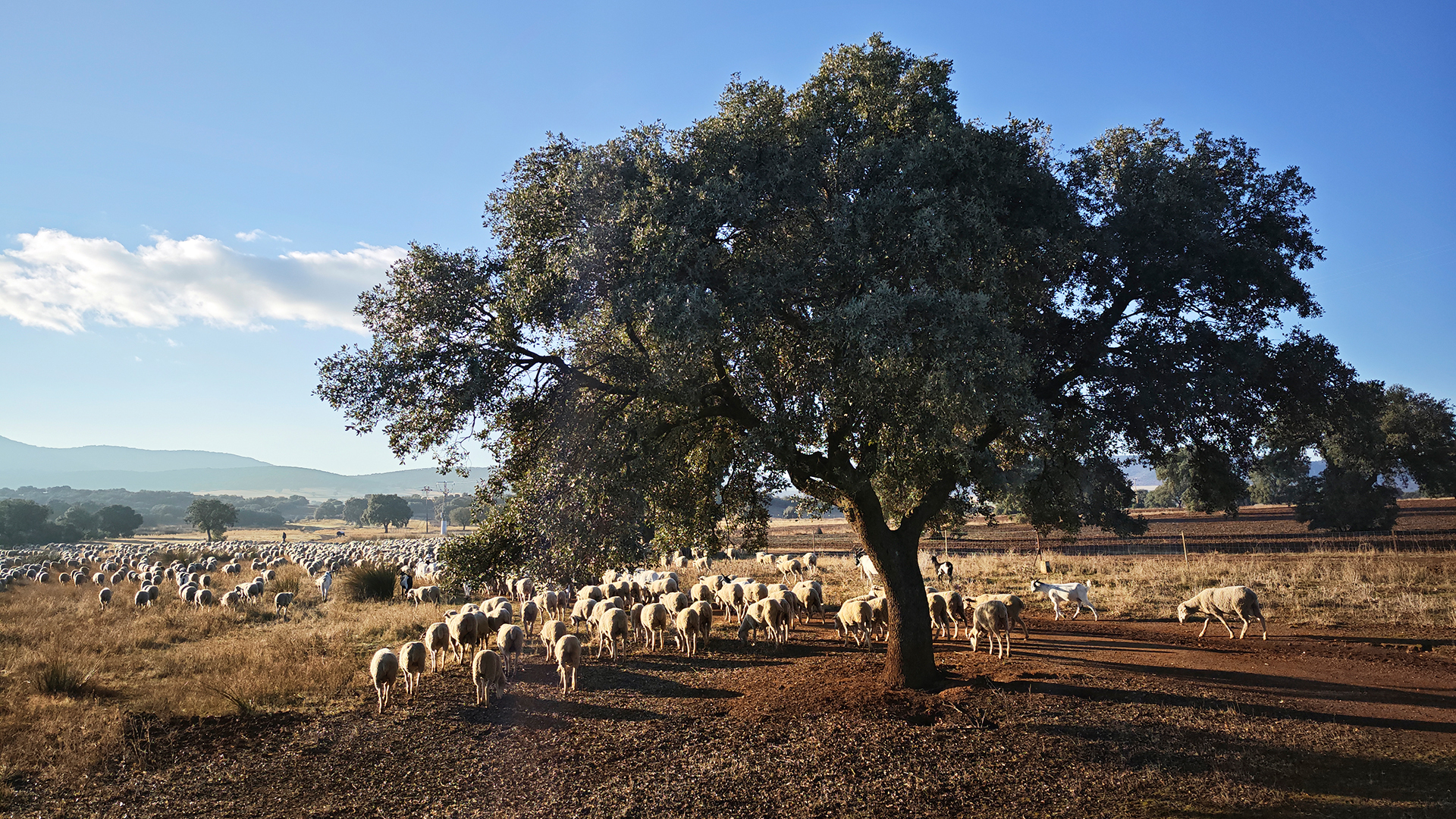Foto 6 - Pastizales estacionales