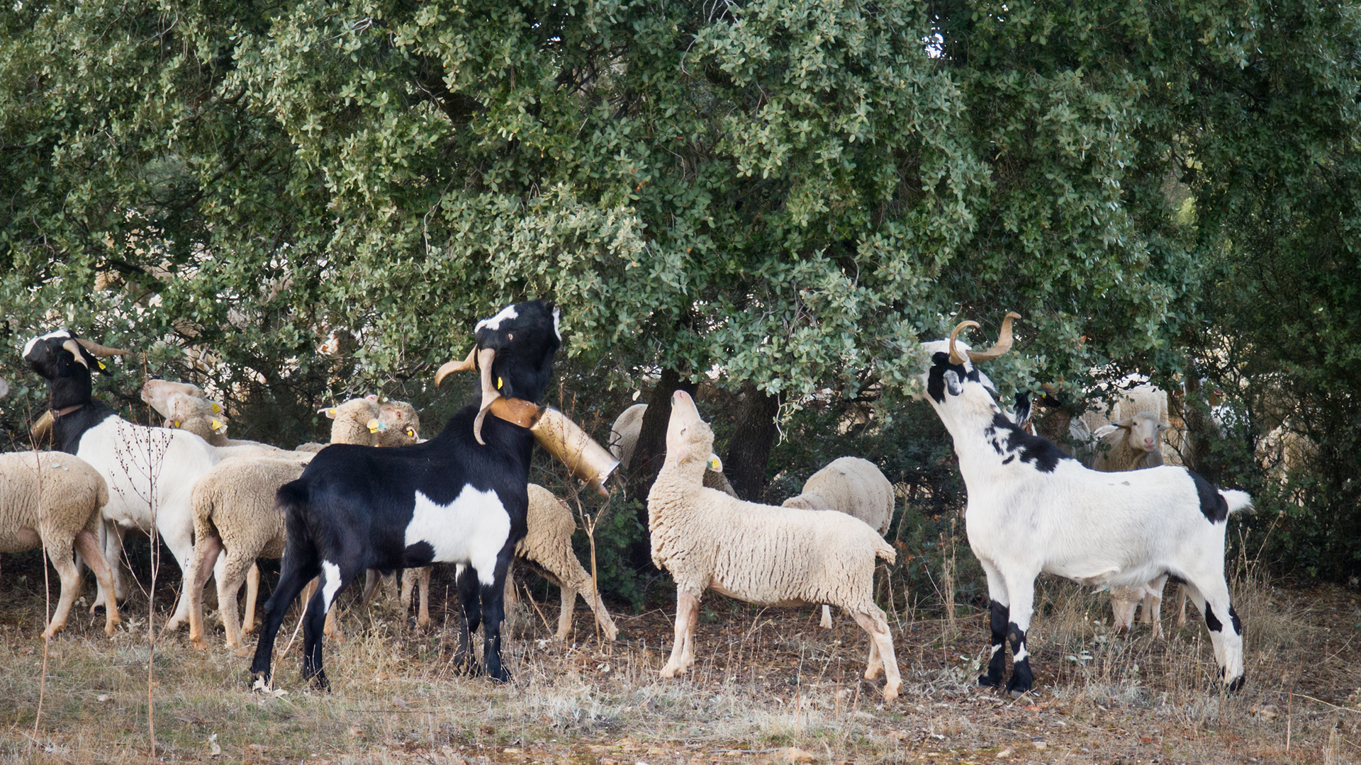 Foto 7 - Biodiversidad