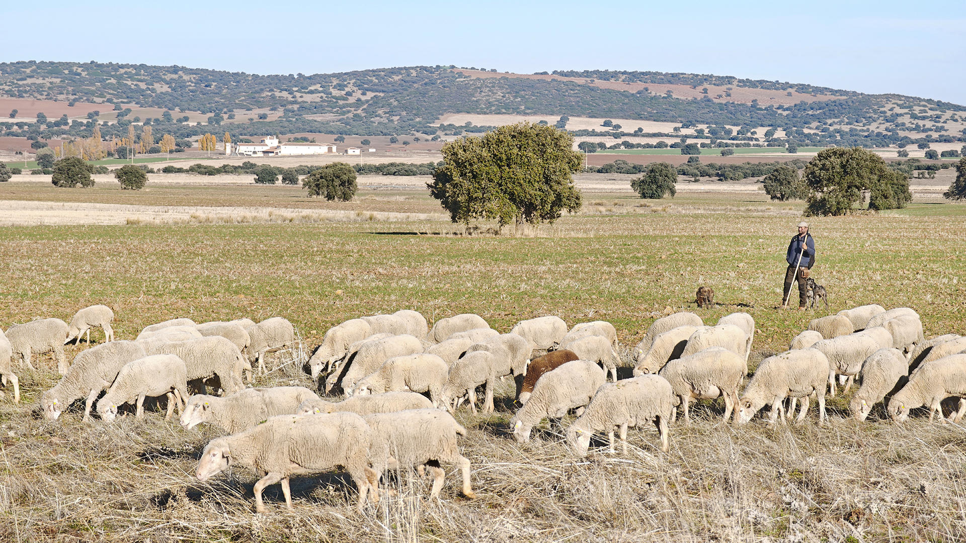 Foto 10 - Futuro del pastoreo