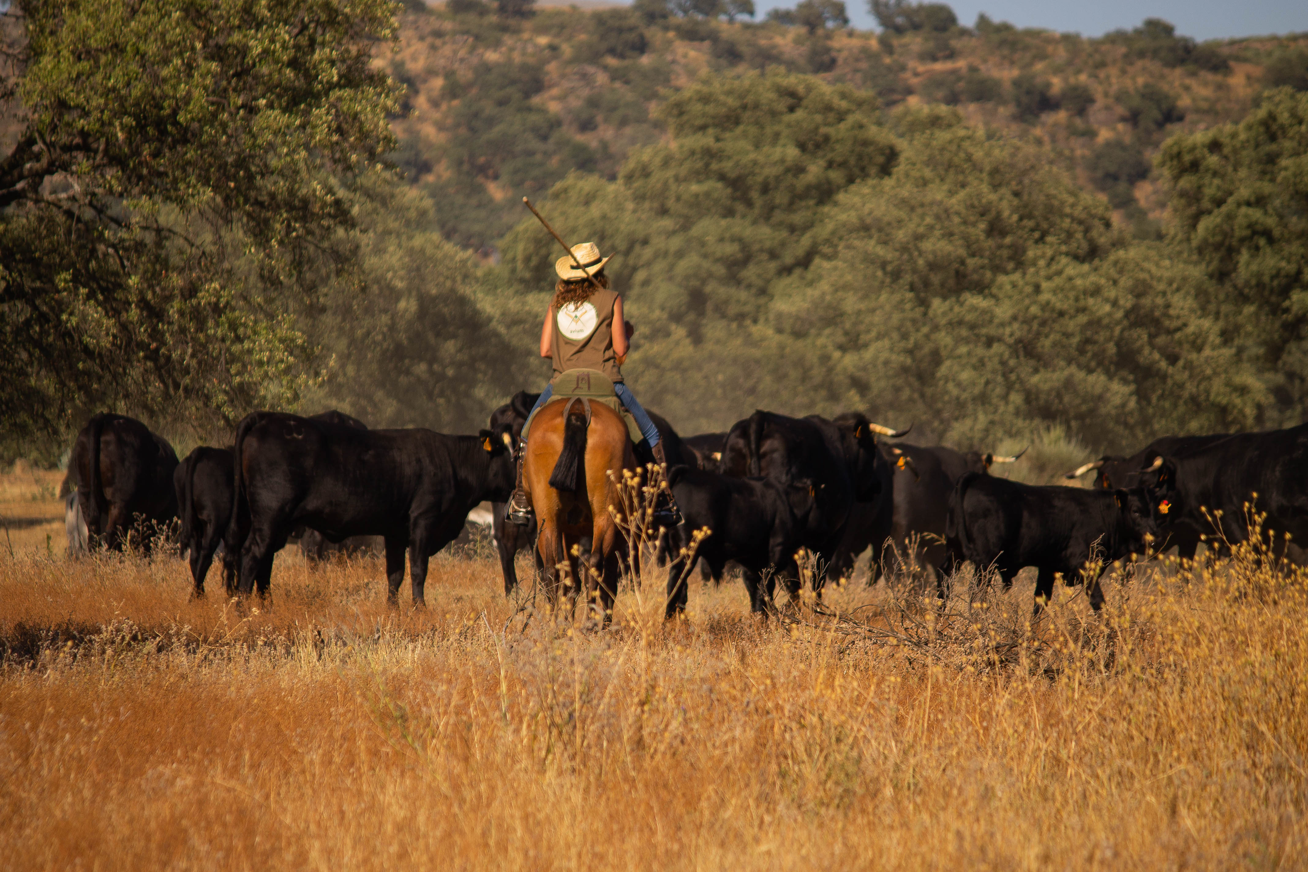 Foto 1 - Trashumancia