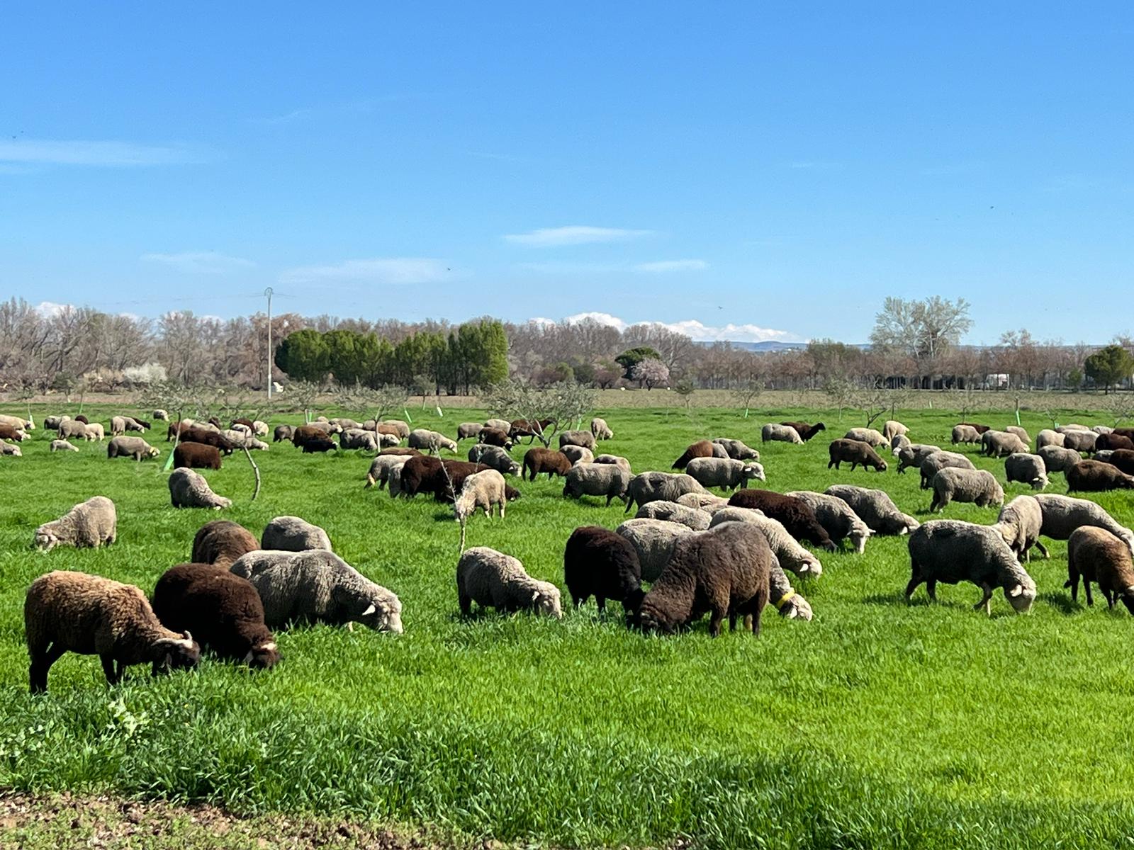 ovejas pastando campo
